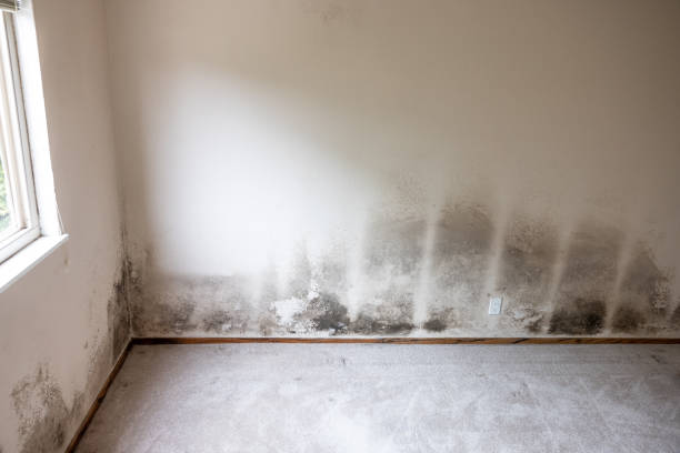 Forensic Mold Investigation in Shawnee Hills, OH